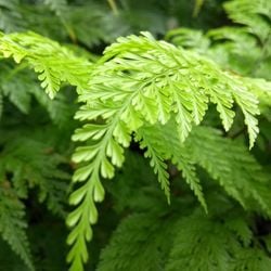 Veja como algumas espécies podem deixar o seu lar mais bonito, trazendo a natureza para mais próximo de você