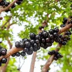 Valorizada pela versatilidade e pelo sabor marcante, ela também é rica em nutrientes e compostos bioativos