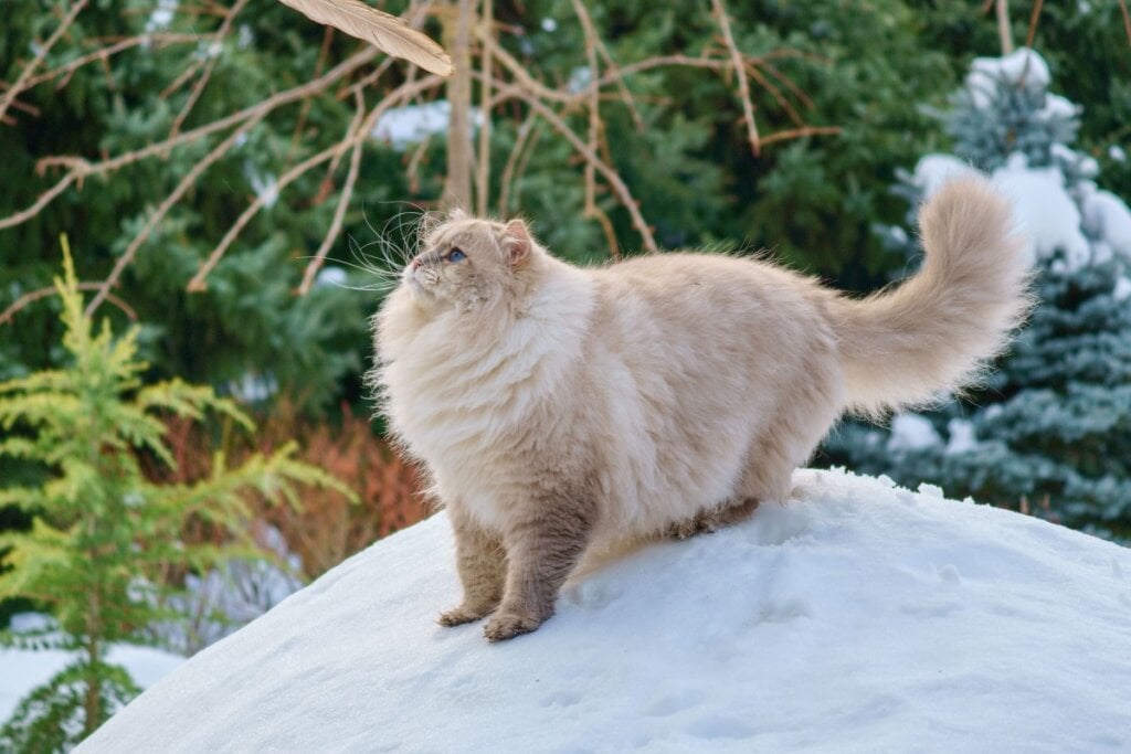 O neva masquerade é um gato grande, robusto e com pelagem longa (Imagem: Angels Relax CZ | Shutterstock)