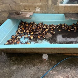 Polícia foi cumprir mandado de prisão na casa do suspeito e encontrou animais mantidos por um casal que morava na residência no andar inferior