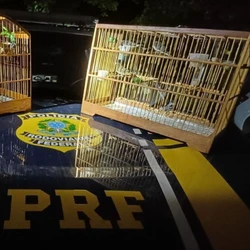Homem disse à PRF que recebeu R$ 1.500 para buscar “encomenda” sem saber o conteúdo; aves da espécie coleiro estavam em duas gaiolas