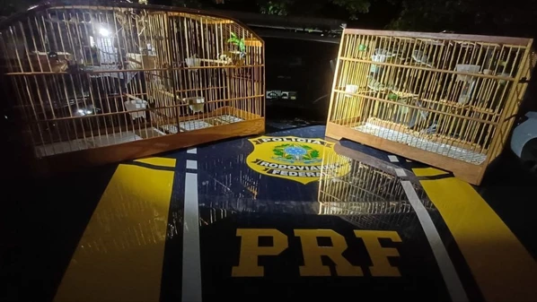 Homem disse à PRF que recebeu R$ 1.500 para buscar “encomenda” sem saber o conteúdo; aves da espécie coleiro estavam em duas gaiolas