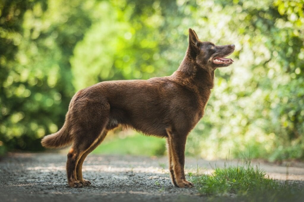O kelpie australiano é um cão ativo e atlético, demandando alimentação equilibrada (Imagem: nik174 | Shutterstock)