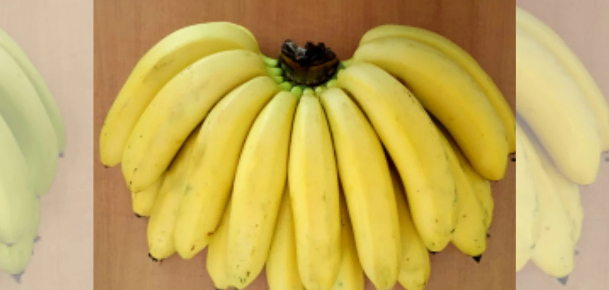 Essa variedade de banana tipo nanica é o resultado de uma pesquisa iniciada há 20 anos no Estado