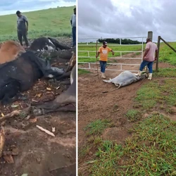 Uma árvore e sete animais foram atingidos em Monte Belo; outros três bovinos morreram em Dois Corações