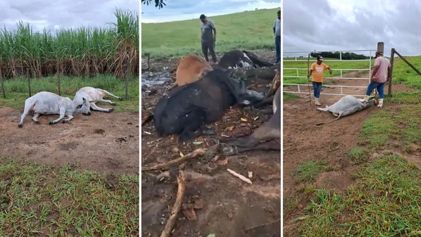 Uma árvore e sete animais foram atingidos em Monte Belo; outros três bovinos morreram em Dois Corações