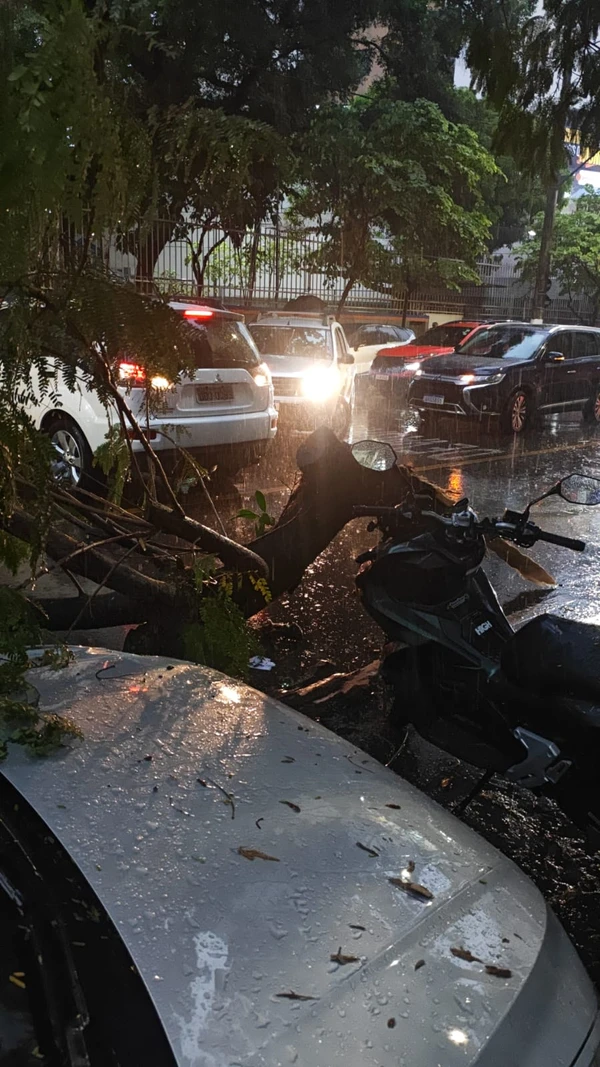 Árvore cai na Rua Constante Sodré, no bairro Santa Lúcia, em Vitória por Árvore cai na Rua Constante Sodré, no bairro Santa Lúcia, em Vitória