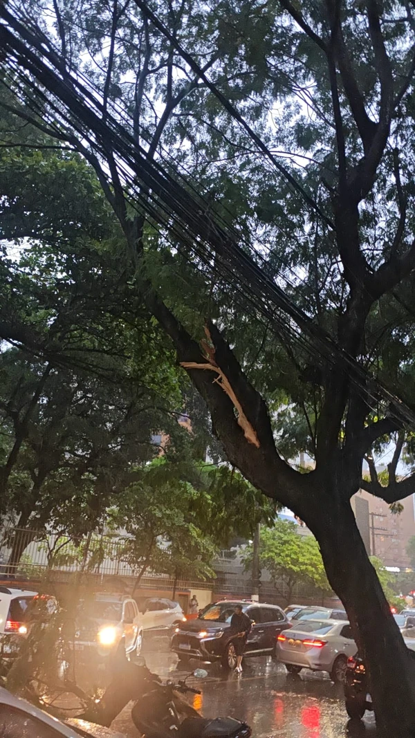 Árvore cai na Rua Constante Sodré, no bairro Santa Lúcia, em Vitória por Leitor A Gazeta