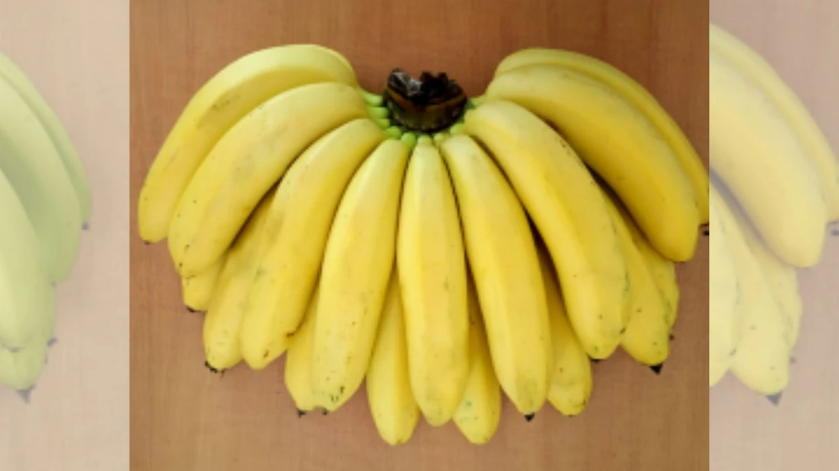 Penca de banana ambrosia 