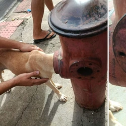 Animal ficou com a cabeça presa no equipamento e mobilizou o Corpo de Bombeiros na manhã deste sábado (28), em Rio Marinho
