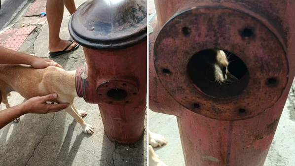 Animal ficou com a cabeça presa no equipamento e mobilizou o Corpo de Bombeiros na manhã deste sábado (28), em Rio Marinho