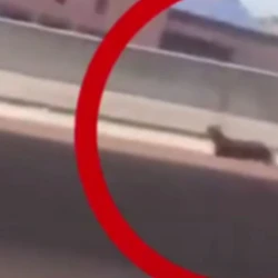 Animal foi retirado com apoio do Batalhão de Trânsito e não houve registro de acidentes, segundo a Ceturb-ES