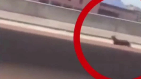 Animal foi retirado com apoio do Batalhão de Trânsito e não houve registro de acidentes, segundo a Ceturb-ES