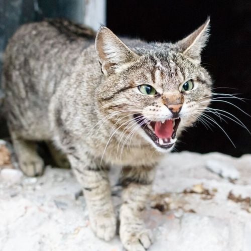 Imagem - Gato arisco: 7 dicas para melhorar o comportamento do animal