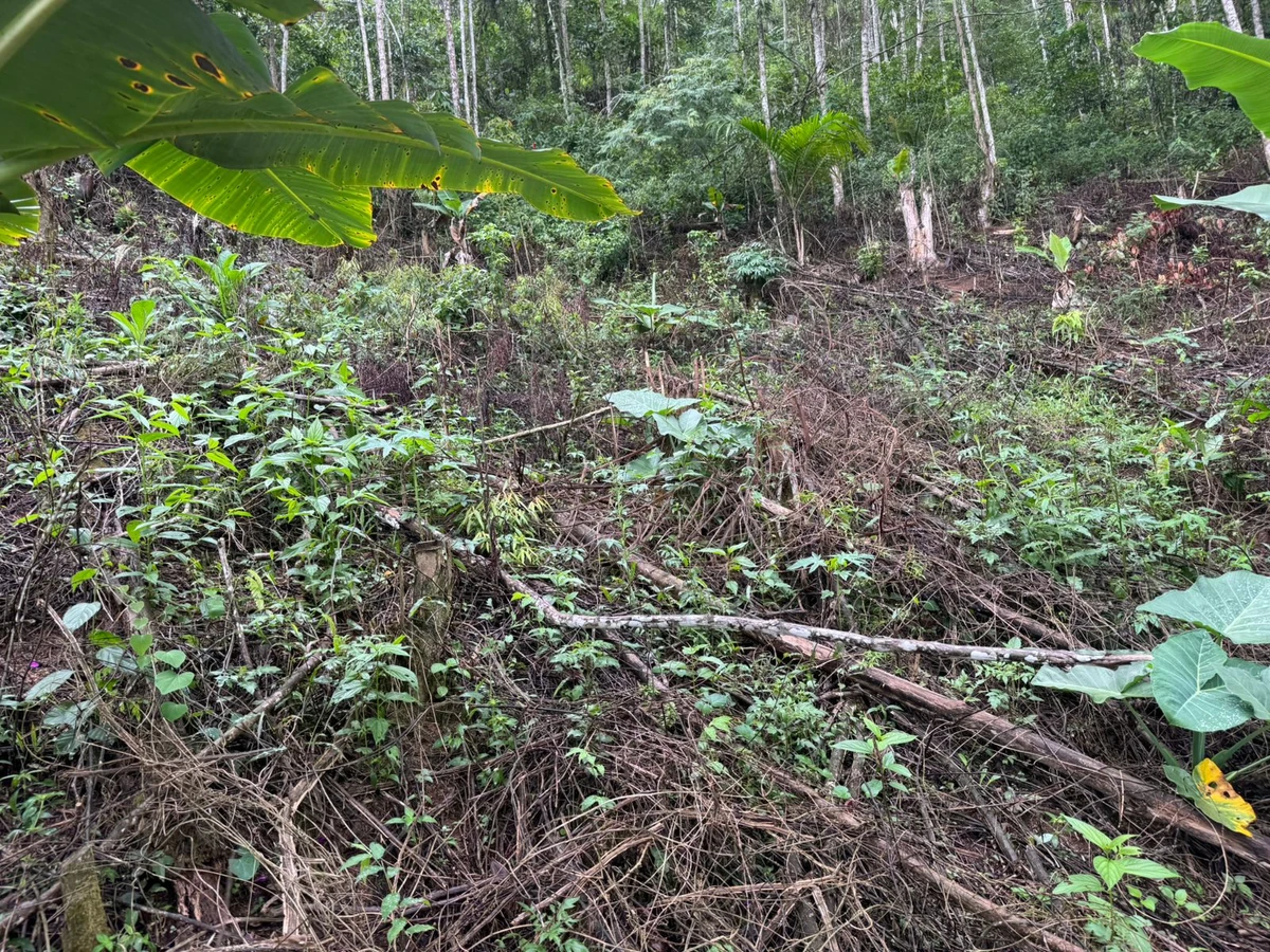 Vegetação nativa foi desmatada em área da zona rural de Vargem Alta, no Sul do ES por Divulgação/Polícia Militar Ambiental