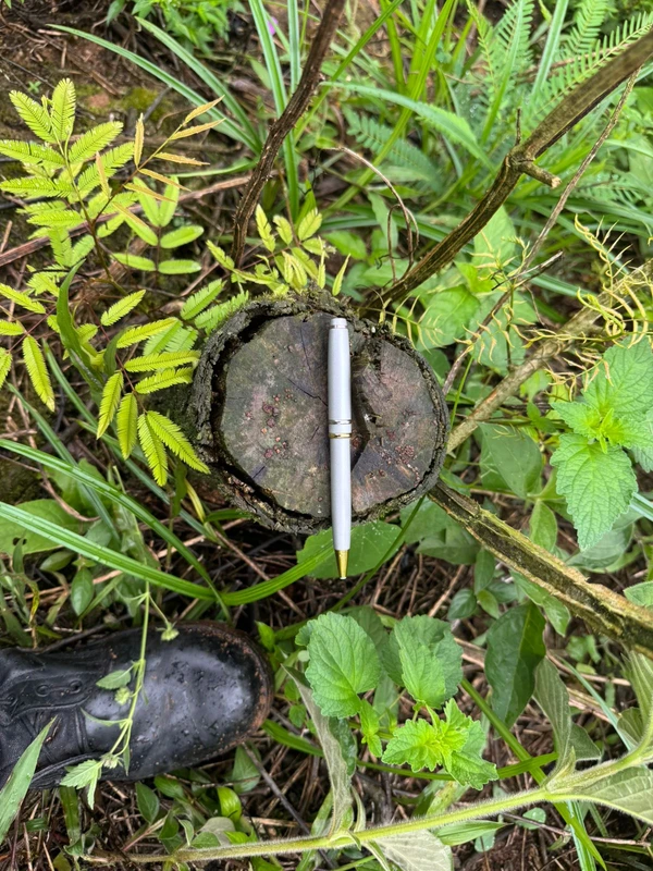 Árvores da Mata Atlântica foram cortadas em Vargem Alta, no Sul do ES por Divulgação/Polícia Militar Ambiental