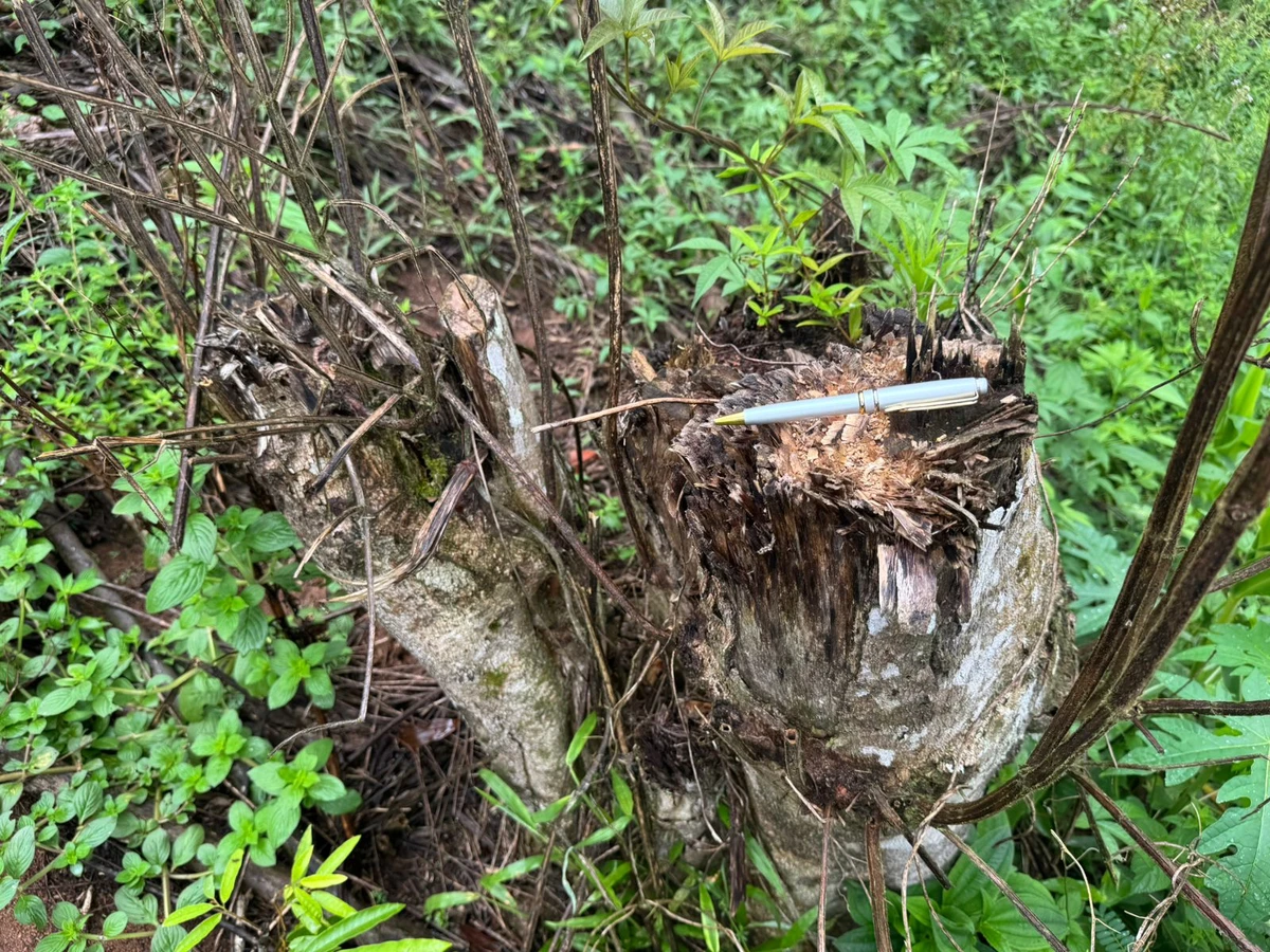 Árvores e vegetação da Mata Atlântica foram desmatadas em Vargem Alta, no Sul do ES por Divulgação/Polícia Militar Ambiental