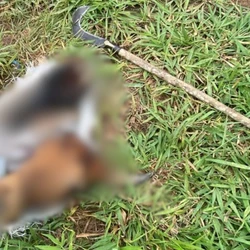 Pelo menos dois produtores foram prejudicados na mesma região; além do gado, furtos de fiação e transformadores já foram registrados na área