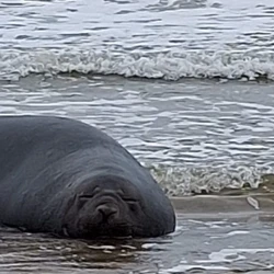 Especialista explica que aparecimentos desse tipo em águas capixabas têm se tornado mais frequentes nos últimos anos
