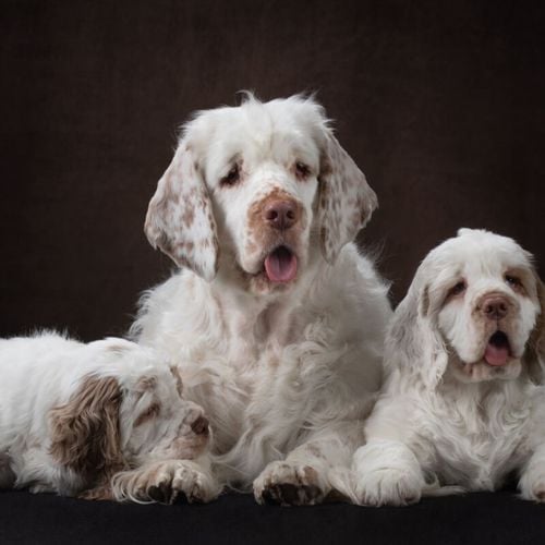 Imagem - Clumber spaniel: conheça as características do cachorro dessa raça