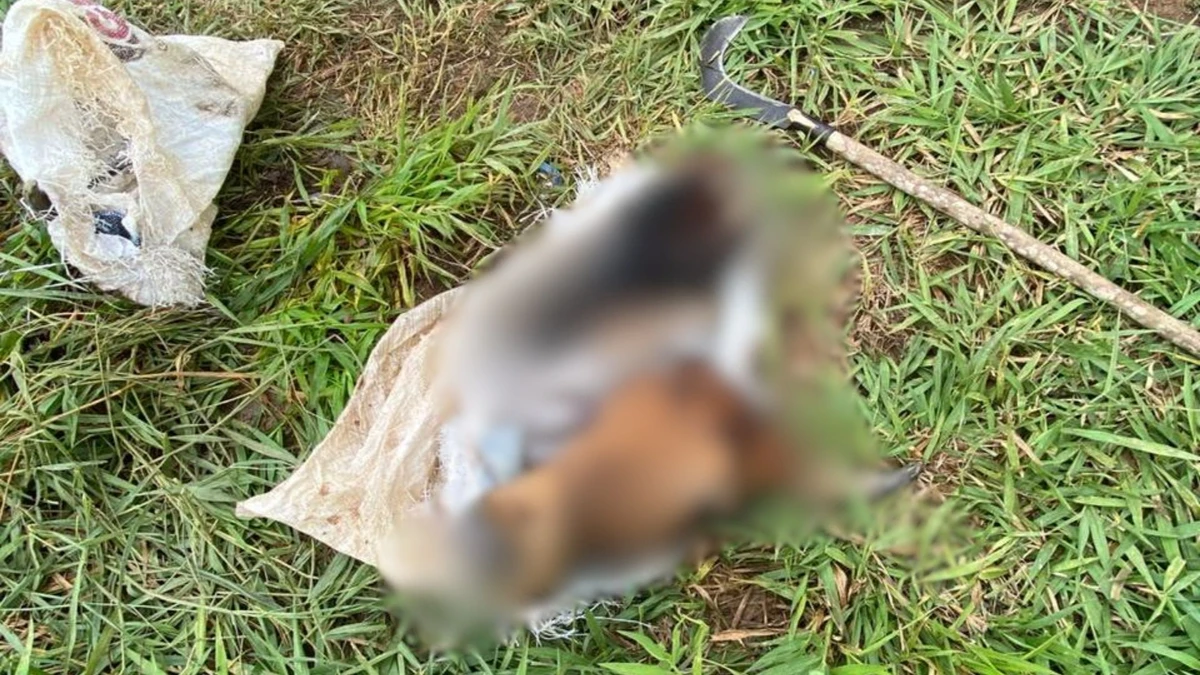 Criminosos abateram os animais no pasto e levaram apenas a carne.