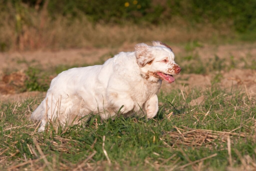 Com dieta balanceada e exercícios regulares, o clumber spaniel se mantém saudável e cheio de energia (Imagem: Lenkadan | Shutterstock)