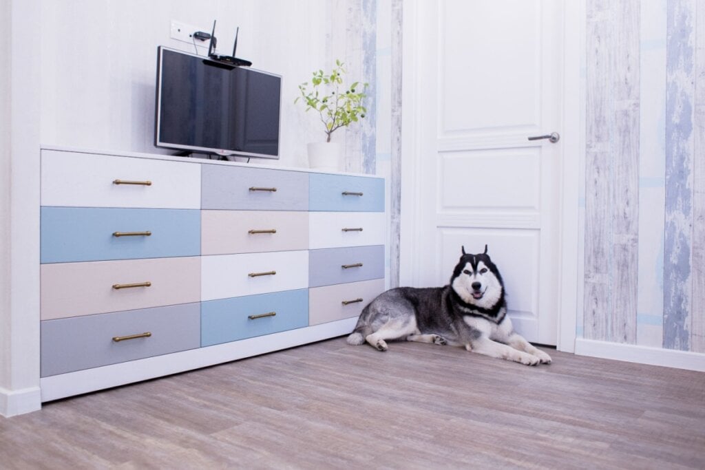 O tipo de piso influencia diretamente na segurança dos animais (Imagem: AlexMV | Shutterstock) 