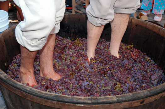 Pisa da uva, uma tradição italiana