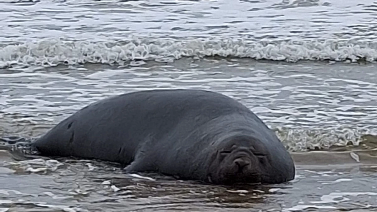 Especialista explica que aparecimentos desse tipo em águas capixabas têm se tornado mais frequentes nos últimos anos
