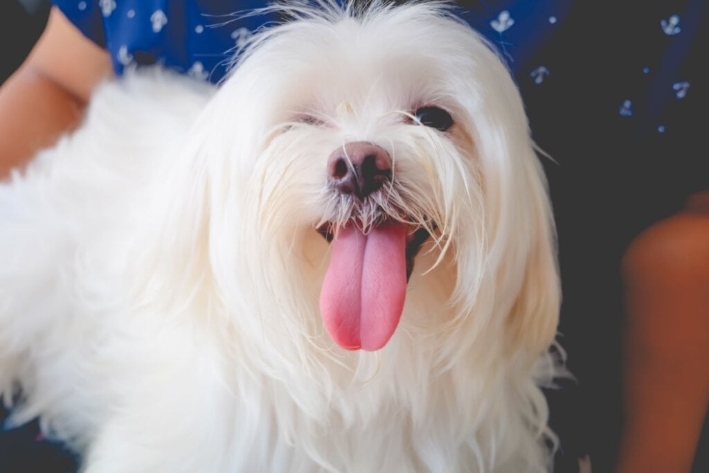 Pérola combina com cadelas dóceis, carinhosas e que possuem aparência elegante (Imagem: Naviya | Shutterstock) 