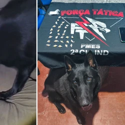 Pedras de crack foram encontradas por cão farejador da PM; Três suspeitos foram detidos, incluindo um já conhecido por traficar drogas