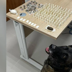 Cão farejador da polícia indicou a presença dos entorpecentes durante um patrulhamento realizado nesta quinta (5); quando os militares entraram no imóvel, duas pessoas fugiram, porém um homem e uma mulher acabaram presos