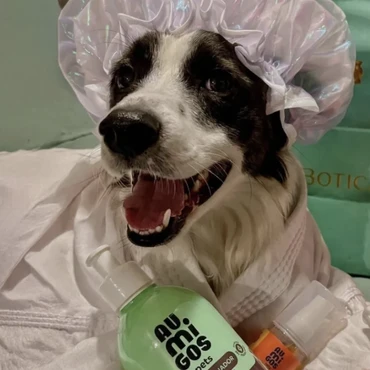 Imagem - BBB 26: Lindolfo, cachorro de Samira, ganha prótese e faz campanha publicitária