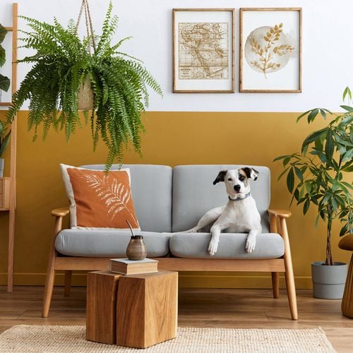 Imagem - Plantas tóxicas: veja os riscos para cães e gatos