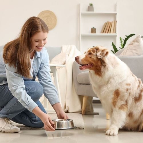 Imagem - Alimentação animal: como adaptar a dieta em cada fase da vida do pet