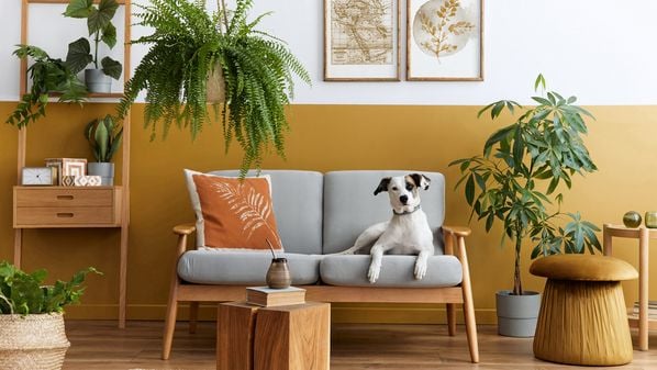 Apesar de contribuir para a decoração do ambiente, algumas espécies podem prejudicar a saúde dos animais