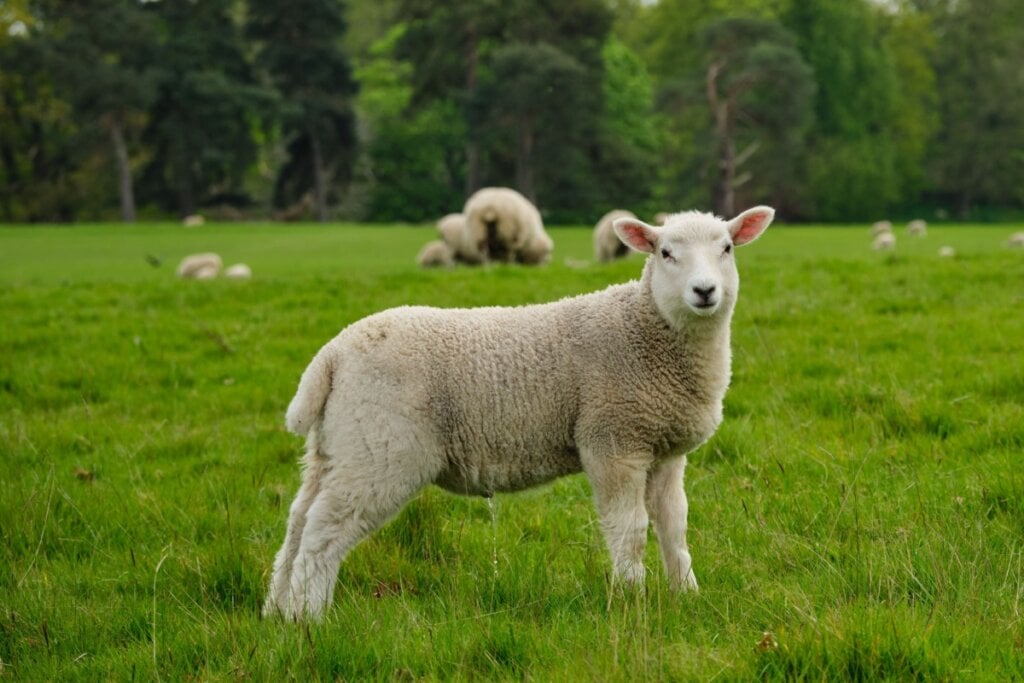 As ovelhas conseguem distinguir expressões faciais humanas (Imagem: Multishooter | Shutterstock)