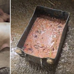 Doze animais, entre adultos e filhotes, foram encontrados em garagem de residência, sem alimentação adequada e em condições impróprias de higiene