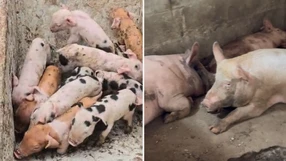 Doze suínos em situação de maus-tratos foram resgatados em Vila Velha