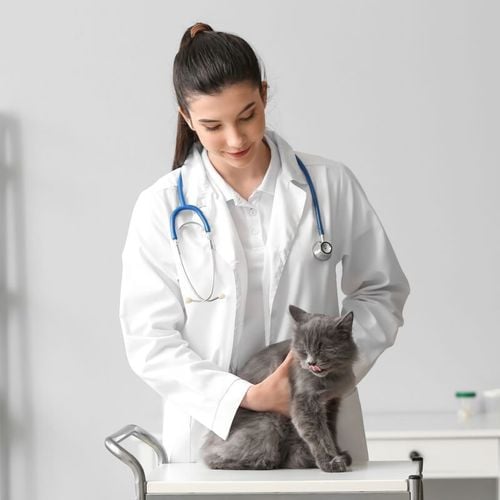 Imagem - Doenças renais em gatos: conheça os sintomas e as formas de prevenção