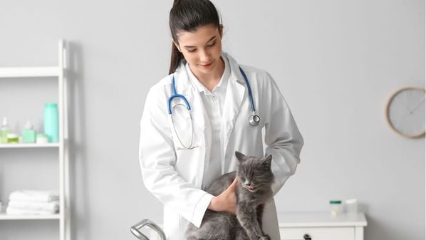 Cuidados simples na rotina são essenciais para manter a saúde renal do animal e evitar complicações