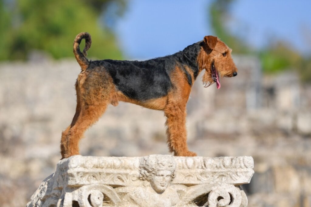O airedale terrieré ativo e precisa de espaço para se exercitar (Imagem: PROMA1 | Shutterstock) 