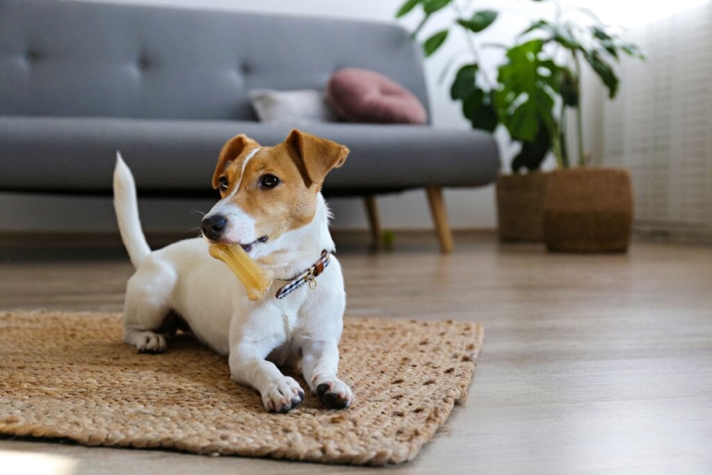 O jack russell terrier tem energia intensa e grande necessidade de movimento (Imagem: evrymmnt | Shutterstock)