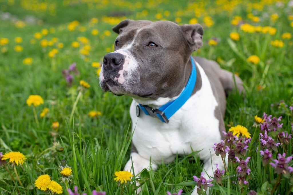 O staffordshire bull terrieré ativo, confiante e gosta de participar das atividades do lar (Imagem: Shtanko Oksana | Shutterstock) 