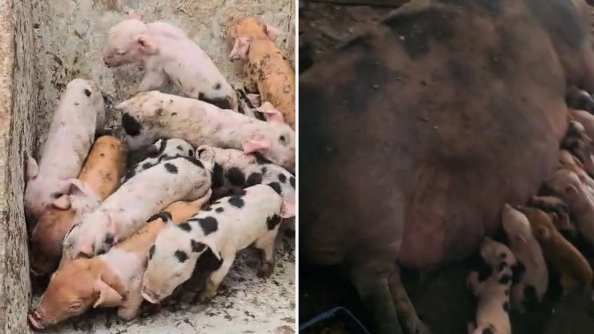 Suínos resgatados em Vila Velha estavam em espaços inadequados