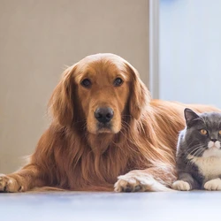 Projeto de lei em tramitação na Câmara Municipal estabelece que o sepultamento só poderá ocorrer se não houver risco à saúde pública ou ao meio ambiente