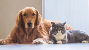 Projeto de lei em tramitação na Câmara Municipal estabelece que o sepultamento só poderá ocorrer se não houver risco à saúde pública ou ao meio ambiente