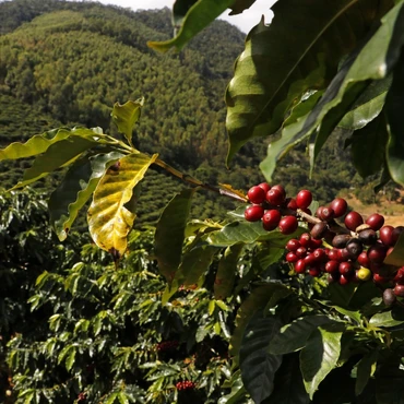 Imagem - Santa Teresa produz o melhor café especial do ES, segundo leitores de HZ