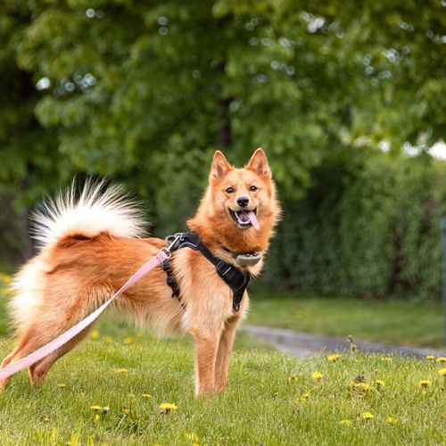 Imagem - Spitz finlandês: conheça as características do cachorro dessa raça  