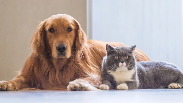Projeto de lei em tramitação na Câmara Municipal estabelece que o sepultamento só poderá ocorrer se não houver risco à saúde pública ou ao meio ambiente
